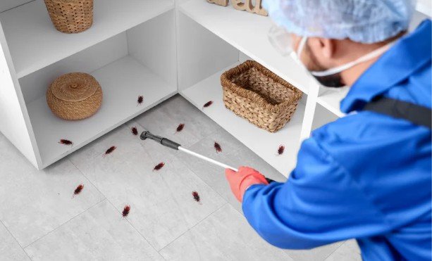 Effective Pest Control Services in Nowra